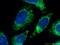 Mitochondrial Ribosomal Protein L4 antibody, 27484-1-AP, Proteintech Group, Immunofluorescence image 