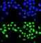 Matrix Metallopeptidase 28 antibody, A07364-1, Boster Biological Technology, Immunofluorescence image 