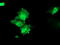 Hsp70-binding protein 1 antibody, TA503317, Origene, Immunofluorescence image 