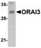 ORAI Calcium Release-Activated Calcium Modulator 3 antibody, orb75875, Biorbyt, Western Blot image 