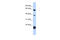 5-Hydroxytryptamine Receptor 3E antibody, 25-268, ProSci, Enzyme Linked Immunosorbent Assay image 