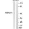 Radical S-Adenosyl Methionine Domain Containing 1 antibody, A15914, Boster Biological Technology, Western Blot image 