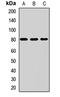 Potassium Voltage-Gated Channel Modifier Subfamily V Member 2 antibody, orb411735, Biorbyt, Western Blot image 