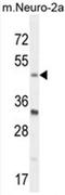 Basic Helix-Loop-Helix Family Member E40 antibody, AP50374PU-N, Origene, Western Blot image 
