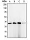Cyclin Dependent Kinase 1 antibody, orb213697, Biorbyt, Western Blot image 