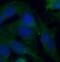 Macrophage Migration Inhibitory Factor antibody, FNab05187, FineTest, Immunofluorescence image 