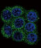 Neuroendocrine convertase 2 antibody, abx033527, Abbexa, Western Blot image 