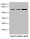 Sorting nexin-18 antibody, LS-C676530, Lifespan Biosciences, Western Blot image 