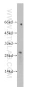 BTG Anti-Proliferation Factor 4 antibody, 20514-1-AP, Proteintech Group, Western Blot image 