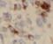 HMP antibody, FNab05199, FineTest, Immunohistochemistry paraffin image 