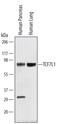 Transcription Factor 7 Like 1 antibody, AF6116, R&D Systems, Western Blot image 