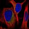 Mitochondrial Ribosomal Protein S26 antibody, HPA054610, Atlas Antibodies, Immunofluorescence image 