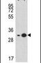 Ribosomal Protein S3A antibody, PA5-25443, Invitrogen Antibodies, Western Blot image 