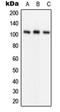 Glutamate Ionotropic Receptor AMPA Type Subunit 1 antibody, orb214007, Biorbyt, Western Blot image 
