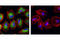 Ribosomal Protein S6 antibody, 5018S, Cell Signaling Technology, Immunocytochemistry image 