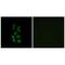 Acyl-coenzyme A thioesterase 12 antibody, PA5-49968, Invitrogen Antibodies, Immunofluorescence image 