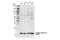 Histone Cluster 4 H4 antibody, 78781S, Cell Signaling Technology, Western Blot image 