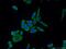 Mitogen-Activated Protein Kinase 1 antibody, 16443-1-AP, Proteintech Group, Immunofluorescence image 