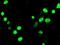 Neurogenin 3 antibody, NBP1-47878, Novus Biologicals, Immunocytochemistry image 