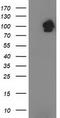 STAT5A antibody, CF502735, Origene, Western Blot image 