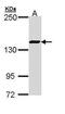Structural Maintenance Of Chromosomes 3 antibody, PA5-29131, Invitrogen Antibodies, Western Blot image 