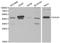 Egl-9 Family Hypoxia Inducible Factor 1 antibody, LS-C192404, Lifespan Biosciences, Western Blot image 
