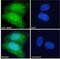 WAS antibody, NB300-996, Novus Biologicals, Immunocytochemistry image 