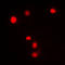 Kruppel Like Factor 11 antibody, LS-C353056, Lifespan Biosciences, Immunofluorescence image 