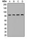PAPD7 antibody, orb411638, Biorbyt, Western Blot image 