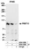 Protein Arginine Methyltransferase 9 antibody, A304-190A, Bethyl Labs, Immunoprecipitation image 