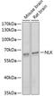Nemo Like Kinase antibody, GTX33359, GeneTex, Western Blot image 