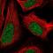 Zinc finger protein 64 antibody, NBP2-38852, Novus Biologicals, Immunofluorescence image 