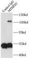 Methylenetetrahydrofolate Dehydrogenase (NADP+ Dependent) 2, Methenyltetrahydrofolate Cyclohydrolase antibody, FNab05403, FineTest, Immunoprecipitation image 