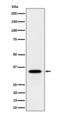 Endonuclease III-like protein 1 antibody, M03207, Boster Biological Technology, Western Blot image 