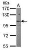 Aryl Hydrocarbon Receptor Nuclear Translocator 2 antibody, GTX115314, GeneTex, Western Blot image 