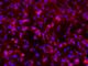 Cell surface glycoprotein MUC18 antibody, 10115-R044-P, Sino Biological, Immunofluorescence image 