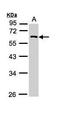 Regulator Of G Protein Signaling 11 antibody, GTX110490, GeneTex, Western Blot image 