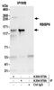 RB Binding Protein 6, Ubiquitin Ligase antibody, A304-976A, Bethyl Labs, Immunoprecipitation image 