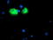 Iduronate 2-Sulfatase antibody, TA504277, Origene, Immunofluorescence image 