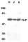 CASP8 and FADD-like apoptosis regulator antibody, AHP430, Bio-Rad (formerly AbD Serotec) , Western Blot image 