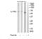 Interleukin 17 Receptor C antibody, TA315937, Origene, Western Blot image 