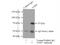 Neuronal Guanine Nucleotide Exchange Factor antibody, 13271-1-AP, Proteintech Group, Immunoprecipitation image 