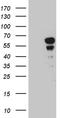 Paired Box 7 antibody, TA811671S, Origene, Western Blot image 