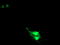 Ring Finger Protein 113B antibody, TA504117, Origene, Immunofluorescence image 