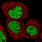 Histone Deacetylase 9 antibody, HPA028926, Atlas Antibodies, Immunofluorescence image 