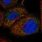 Peroxisomal Biogenesis Factor 1 antibody, HPA020235, Atlas Antibodies, Immunofluorescence image 