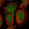 Chromosome 2 Open Reading Frame 42 antibody, HPA031841, Atlas Antibodies, Immunocytochemistry image 