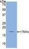 Bone Morphogenetic Protein 2 antibody, MBS2002350, MyBioSource, Western Blot image 