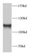 SFPQ antibody, FNab07785, FineTest, Western Blot image 