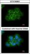 CRK Proto-Oncogene, Adaptor Protein antibody, GTX100901, GeneTex, Immunocytochemistry image 
